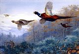 Archibald Thorburn Wall Art - Pheasants in Flight